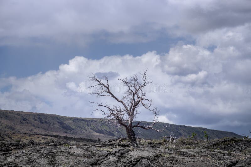 Dry tree in volcanic landscape on Hawaii island
