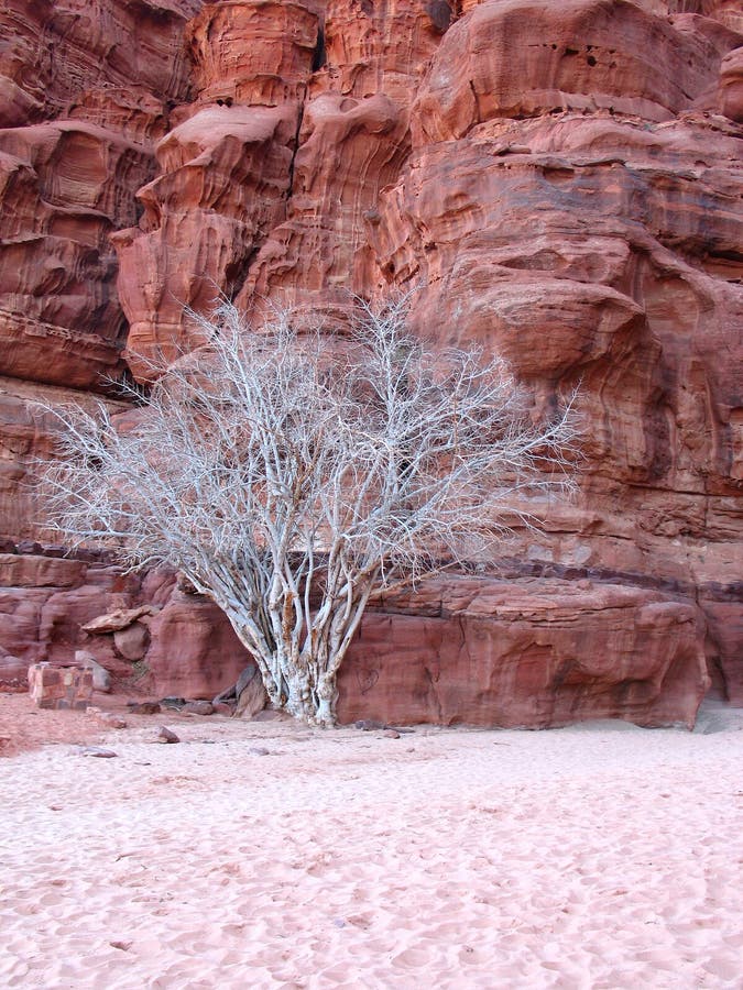Dry tree in wadi rum