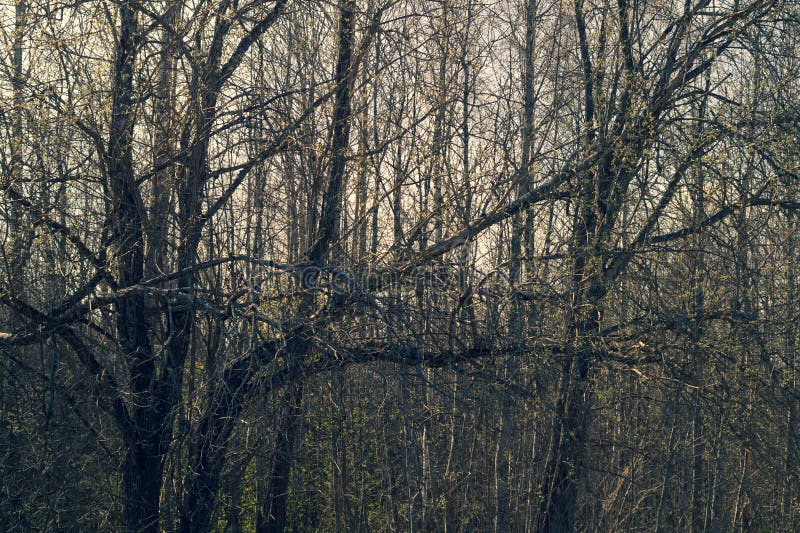 Dry trees in gloomy day. overgrown atmospheric forest, evening, landscape, natural, nature, old, outdoor, plant, sky, abstract, alone, background, beautiful, black, branch, cemetery, cloud, concept, contrast, dark, dead, die, environment, gray, halloween, horizontal, life, moist, mystery, overcast, perennial, rain, rainy, shape, silhouette, stick, storm, texture, tropical, view, white, wood, wooden, autumn, beauty, behind, bloom, blooming. Contrast environment stock images, royalty-free photos and pictures