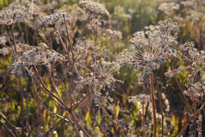 Umbrella Plants in Frost on the Background of Blue Sky Stock Photo