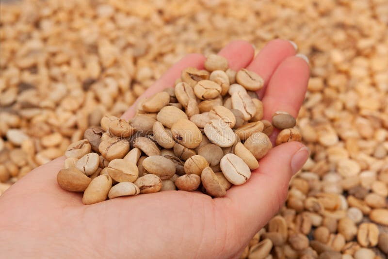 Dry unroasted coffee beans stock image. Image of ingredient 113620271