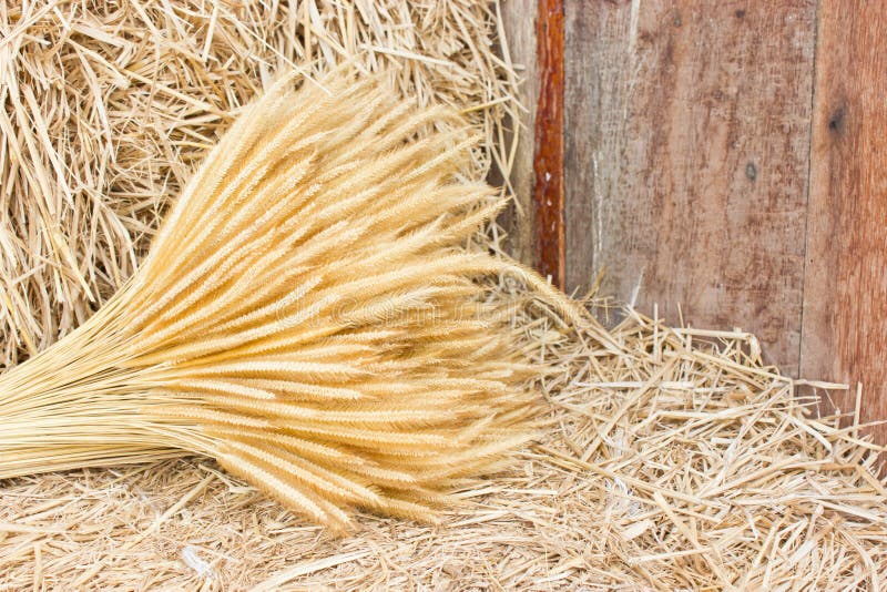 Dry Wheat on Hay. stock photo. Image of cereal, natural 34248564