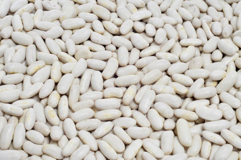 Dry White Beans Stock Photo Image Of Navy Health Cooking 32346452 dry-white-beans-stock-photo-image-of-navy-health-cooking-32346452