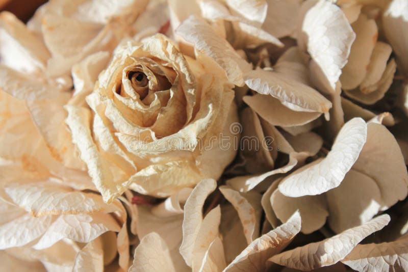 Dry white rose stock photo. Image of beautiful, flower 19076050