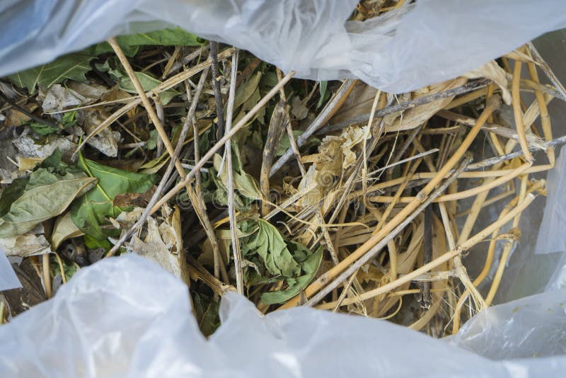Dry, Withered Grass in White Plastic Bag Prepare for Make Composting