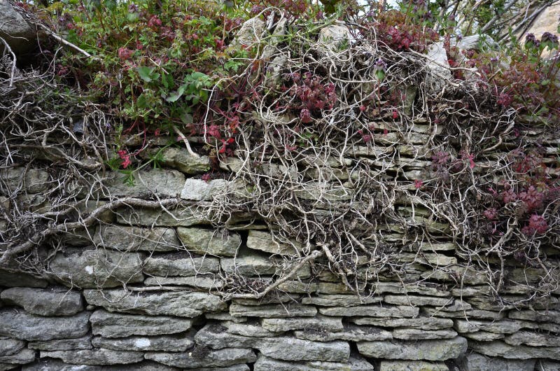 Dry Woody Vine Plant Growing in a Stone Wall Stock Image Image of