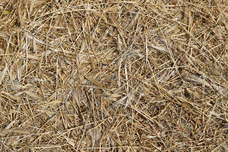 Dry Yellow Grass Hay As Background Texture Stock Photo Image Of Macro