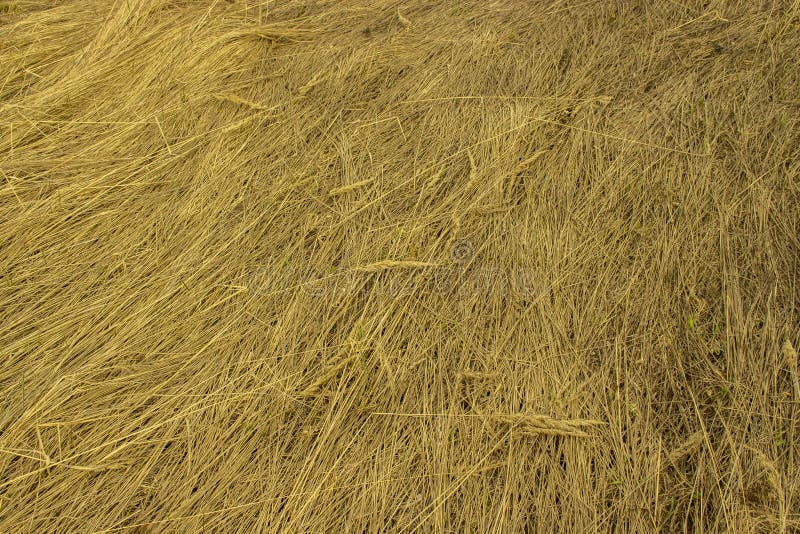 Dry Yellow Grass With Spikes Background Texture Structure Pattern