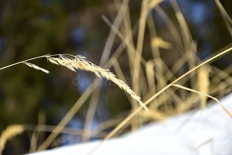Dry yellow grass stock photo. Image of grass, environment 84762648