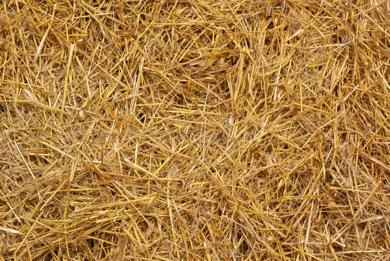 Dry Yellow Straw Background Stock Photo Image of yellow, rick 20766684