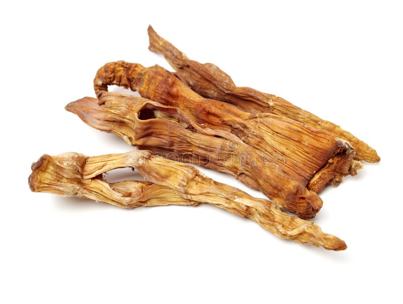 Dry young bamboo shoot stock photo. Image of bamboo 145452362