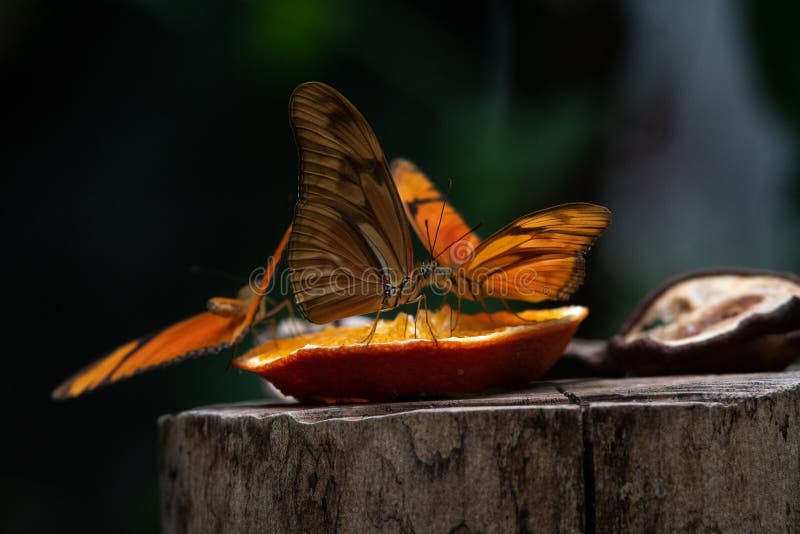 Dryas iulia commonly called the Julia butterfly. Dryas iulia often incorrectly spelled julia, commonly called the Julia butterfly, Julia heliconian, the flame, or flambeau, is a species of brush-footed or nymphalid butterfly.