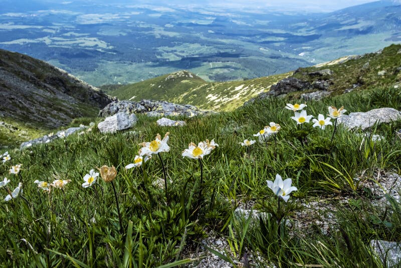 Dryas octopetala kvety, Vysoké Tatry, Slovensko