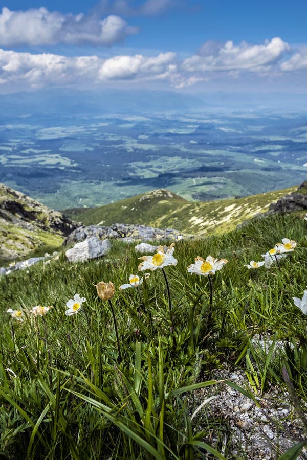 Dryas octopetala kvety, Vysoké Tatry, Slovensko