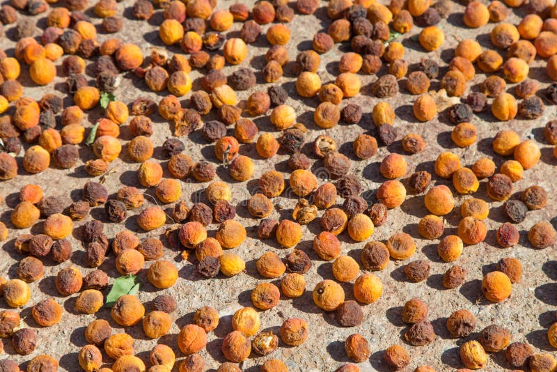 469 Drying Apricots Stock Photos Free & RoyaltyFree Stock Photos