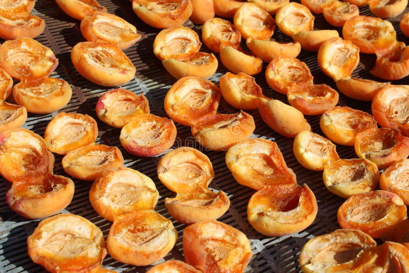 Drying apricots stock image. Image of group, sweet, fruits 58000801