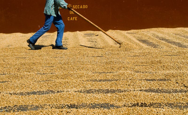 Drying coffee