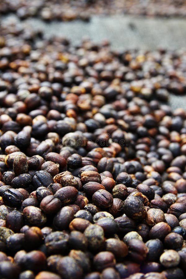 Drying coffee cherries stock image. Image of mountain 91110935