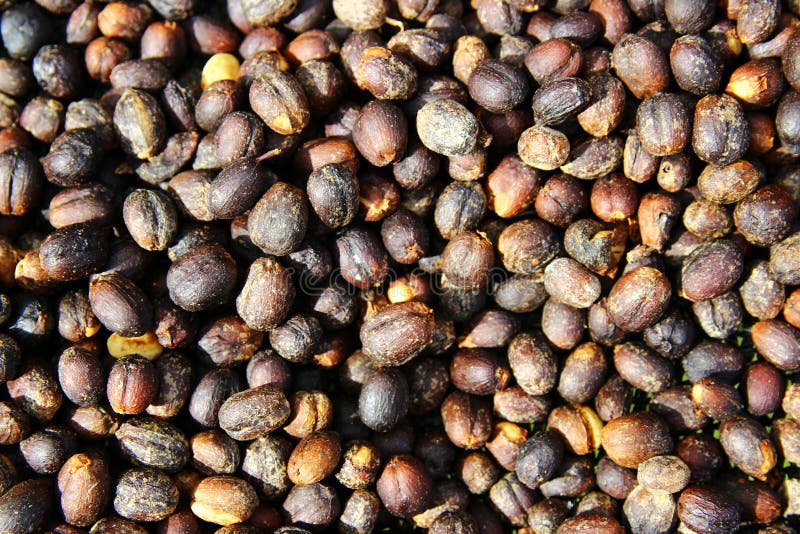 Drying coffee cherries stock photo. Image of cherries 91110988