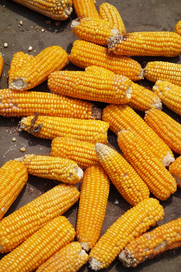 Drying corn kernel stock photo. Image of energy, background 33085826