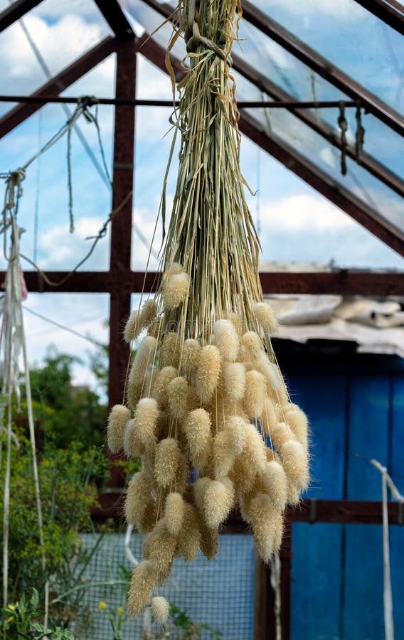 Drying of Dried Flower Plant Lagurus Ovatus in Hanging Position Stock