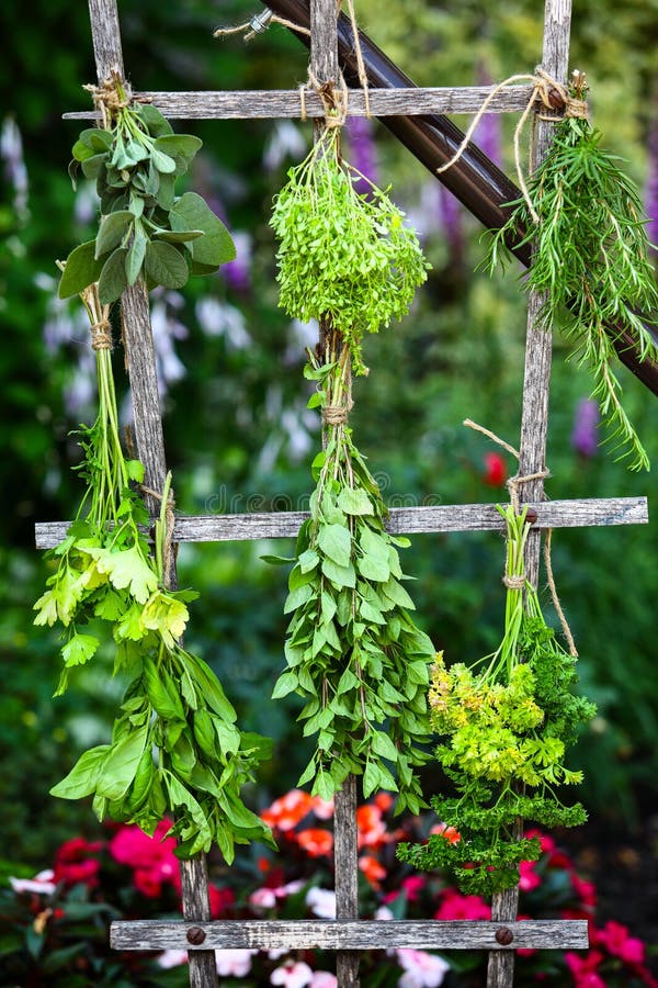 Drying fresh herbs stock image. Image of aromatic, gardening 43787551