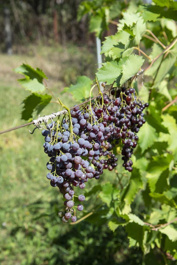 Drying grapes stock image. Image of industry, grape, life 16927911