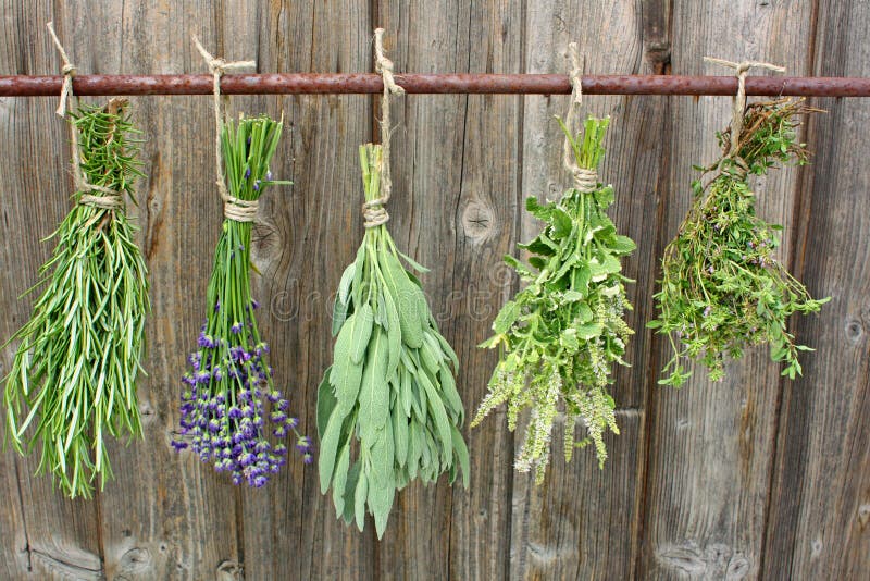 Bunches of herbs stock image. Image of lean, group, organic 33850071