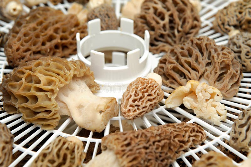 Drying Morel Mushroom stock image. Image of delicacy 24707921