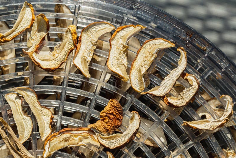 Drying mushrooms stock photo. Image of aroma, dryer, organic 75987748