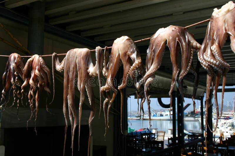 Drying octopus