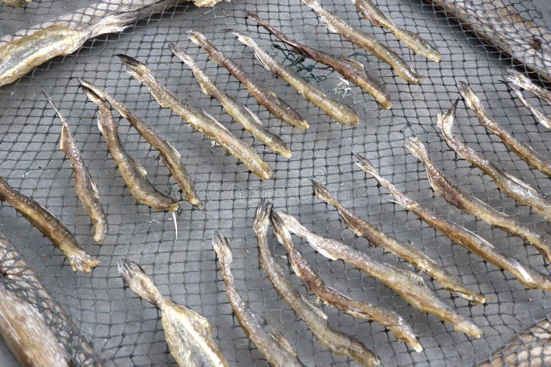 Drying of Salted Fish stock photo. Image of food, delicious 7421016