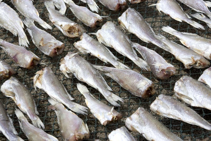 Drying of Salted Fish stock image. Image of nature, business 7420945
