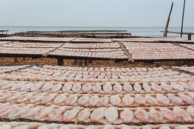 Drying squid stock image. Image of preserve, coastal 35964473