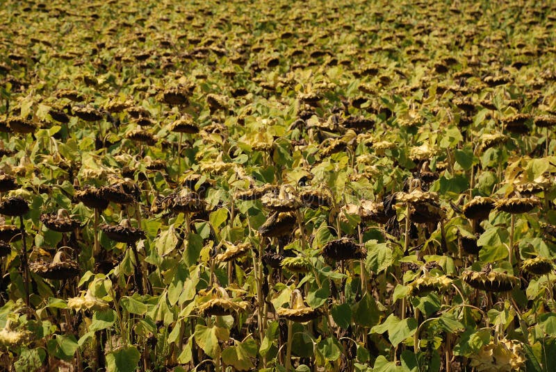Drying Sunflowers, Hungary stock photo. Image of agriculture 10802552