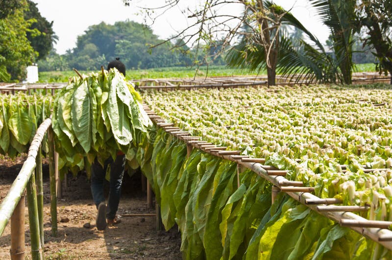 Drying tobacco leaves. stock image. Image of plantation 38895079