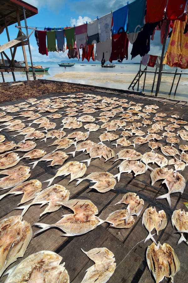 Drying up salted fish royalty free stock photography