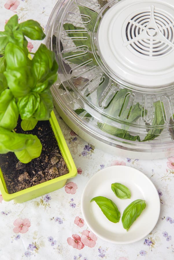 Drying Using Electrical Dehydrator Machine for Drying Food and Herbs at Home. Stock Photo