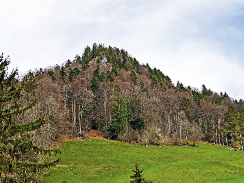 Trees and mixed forest in early spring on the slopes between the Lucerne lake and the Gersauerstock peak - Canton of Schwyz, Switzerland