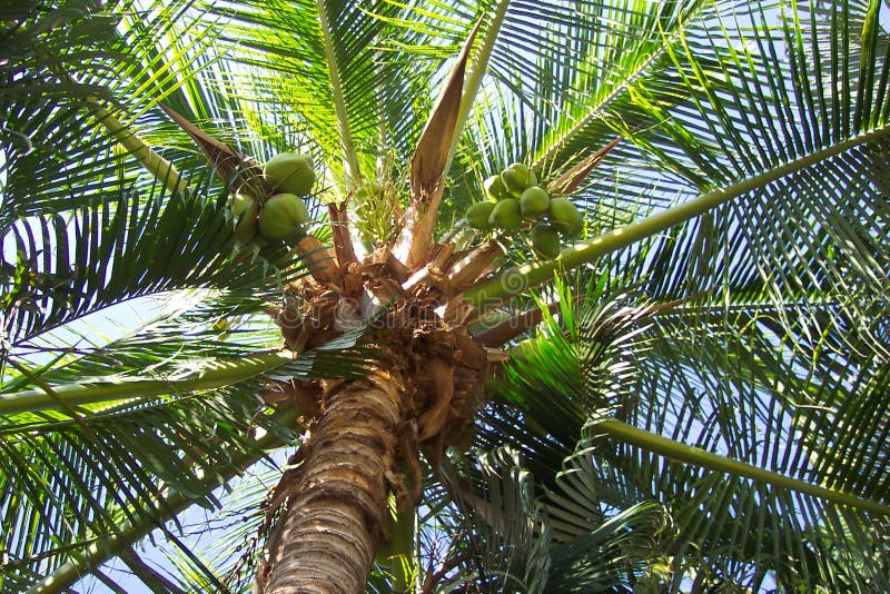 Drzewa kokosowe