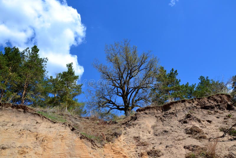 Drzewa na górze wysokiej piaskowatej falezy. Inspiruje piękno natura kłama w jedyności swój krajobrazy i różnorodności