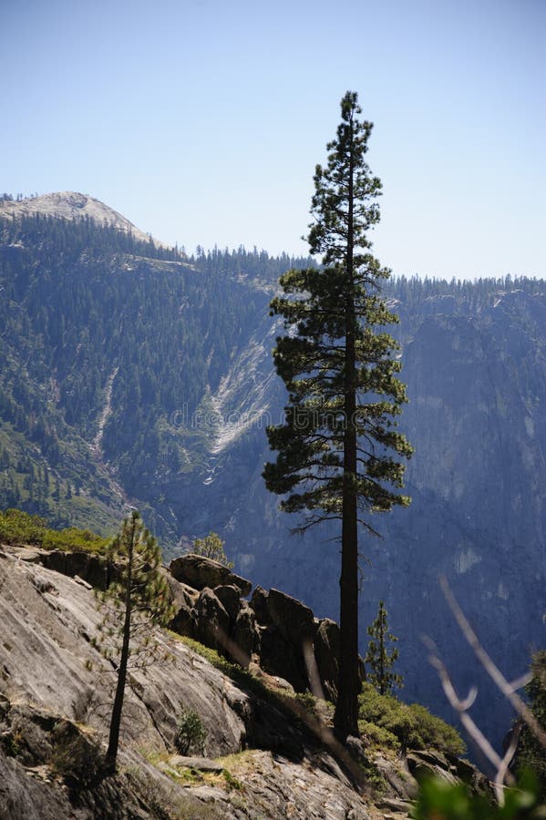 Drzewa przy wierzchołkiem Yosemite spadki obrazy stock Drzewa przy wierzchołkiem Yosemite spadki obrazy stock