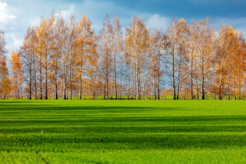 Drzewa w spadku na zielonej trawie fotografia stock