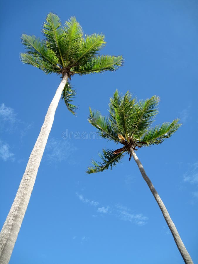 Palm trees on blue sky background. Palm trees on blue sky background
