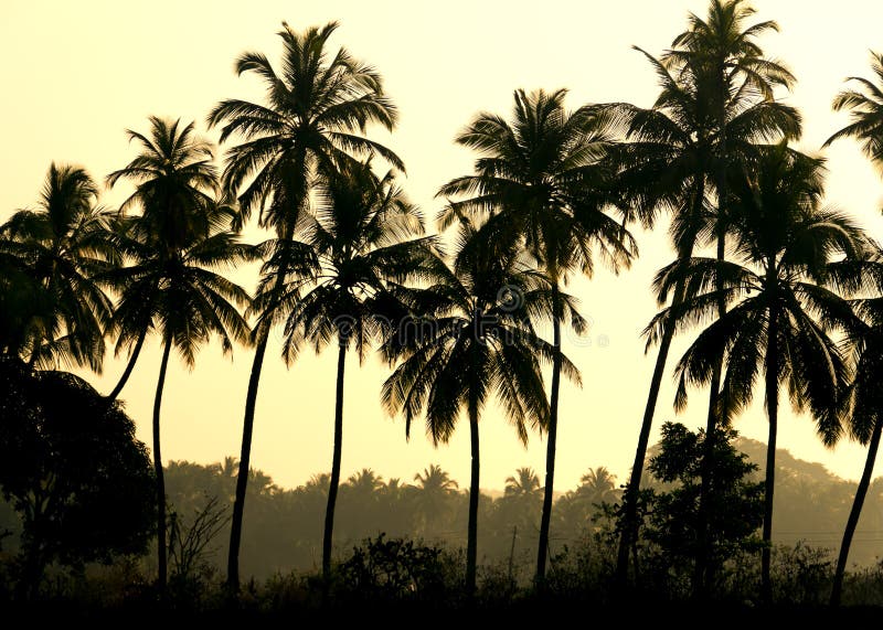 Drzewka palmowe