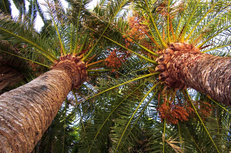 Drzewka palmowe