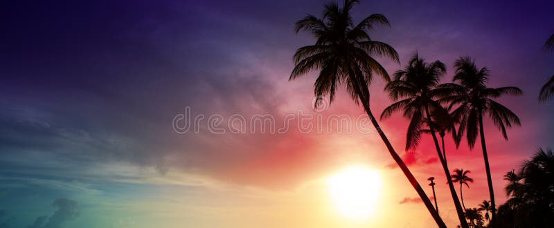 Palm trees and sky, tropical sunset in the Caribbean. Palm trees and sky, tropical sunset in the Caribbean.