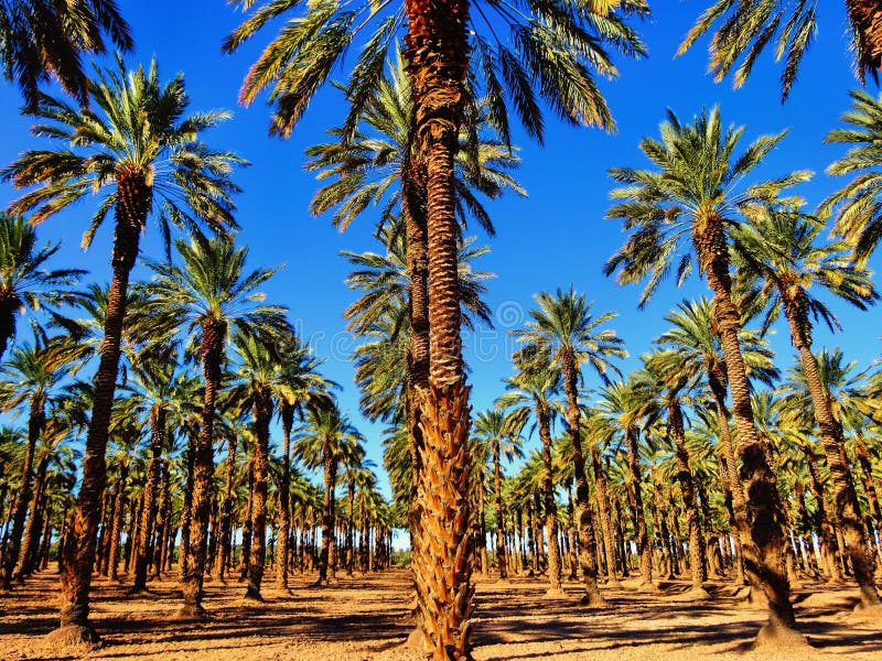 Drzewka Palmowe na Datują gospodarstwo rolne