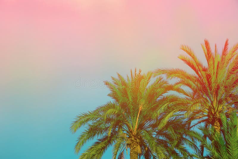 Palm Trees on Toned Purple Blue Pink Sky Background with Golden Sun Flare. Copy Space for Text. Tropical Foliage. Seaside Ocean Beach Vacation. Modern Funky Style. Palm Trees on Toned Purple Blue Pink Sky Background with Golden Sun Flare. Copy Space for Text. Tropical Foliage. Seaside Ocean Beach Vacation. Modern Funky Style