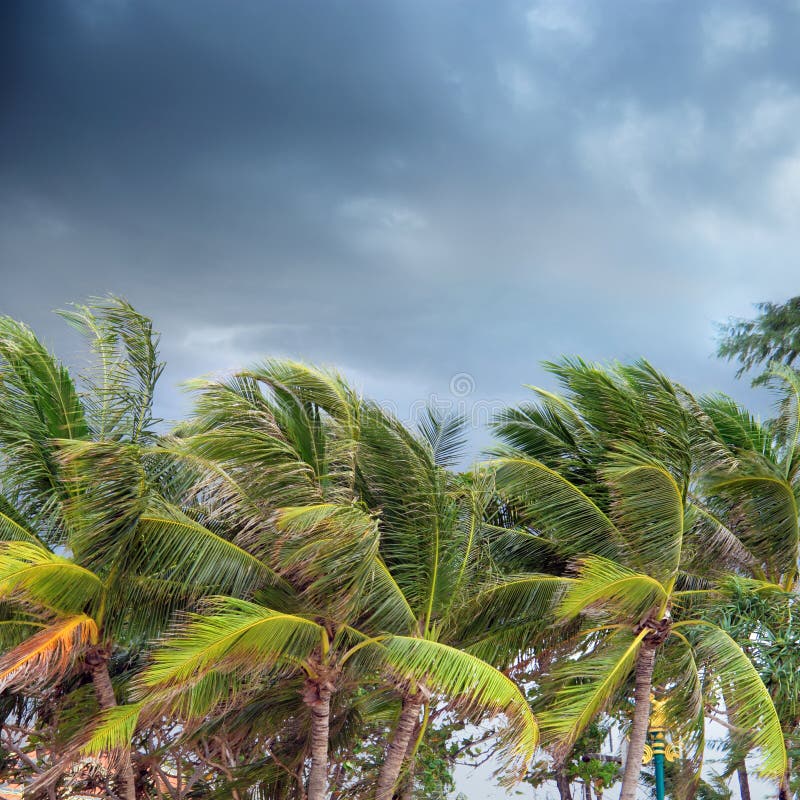 drzewka palmowe nad chmurnym niebem w Phuket, Tha
